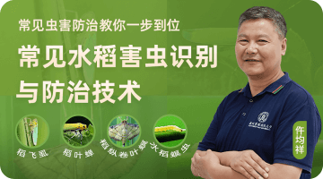 常见水稻害虫识别与防治手艺