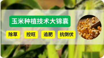 玉米莳植手艺大锦囊