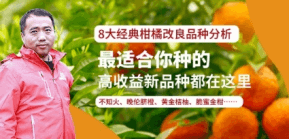 柑橘改良品种剖析