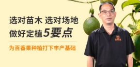 选对苗木 选对园地 做好定植5要点