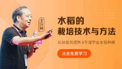 水稻的莳植手艺与要领